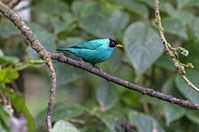 Vogel Mindo jungle Ecuador