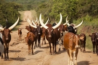 Ankole Koeien Oeganda Lake Mburo