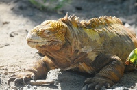 Land Iguana, Galapagos, Ecuador