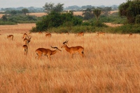 Uganda Kob Gazelle