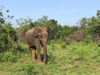 Olifant Udawalawe Sri Lanka